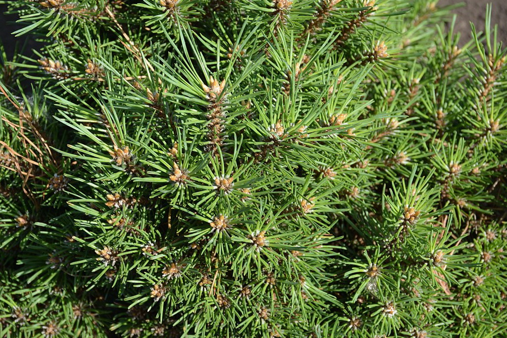 Pinus sylvestris `Mario`_7п_2020.08.11 (5).jpg